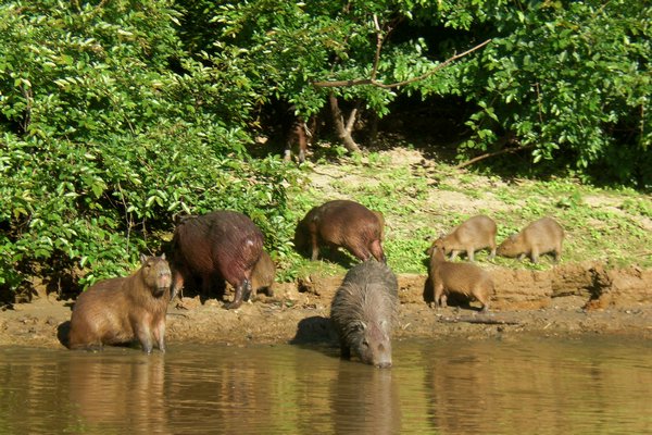 Capybaras aka Giant Guinea Pigs