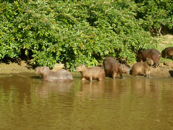 Capybaras swimming