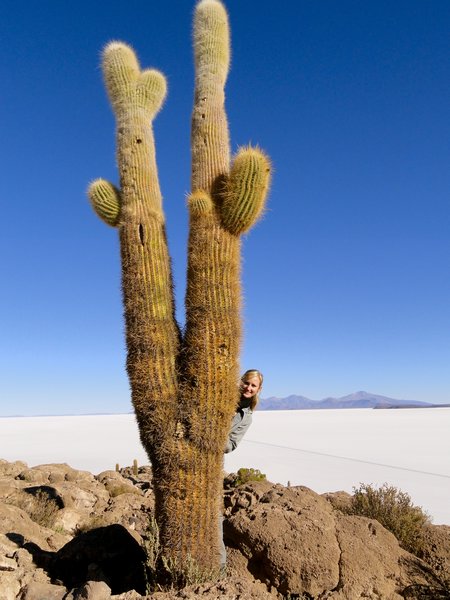 Huge Cactus!!