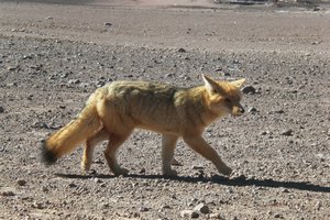 Some type of Andean fox