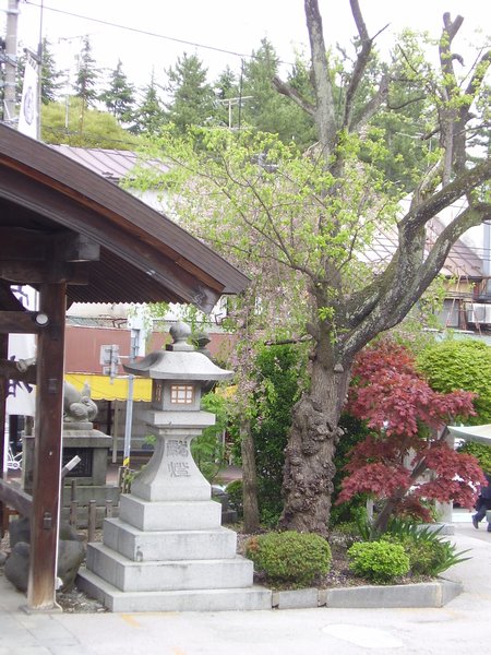 Sakura Shrine 2