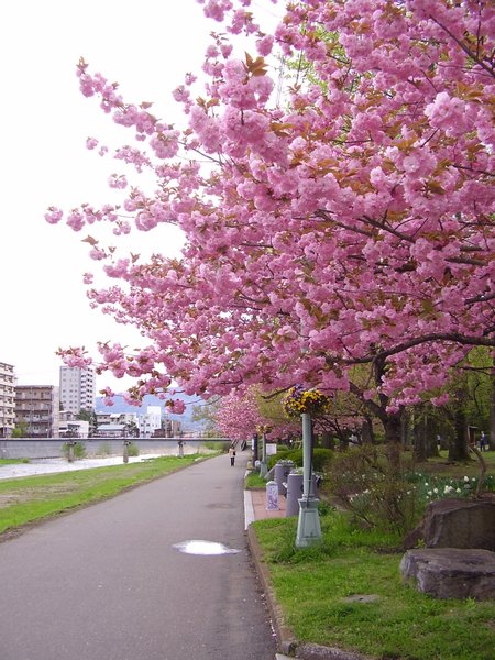 Cherry trees by river