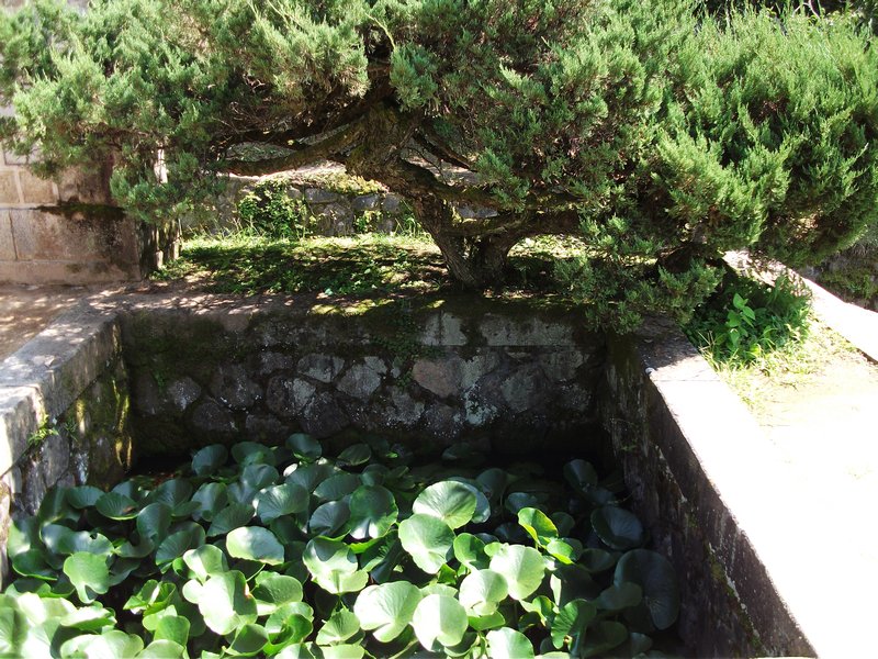 Dosa Seowon Lotus pond