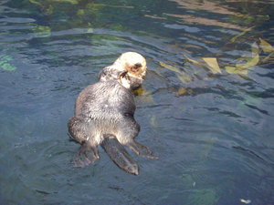 i love this otter!