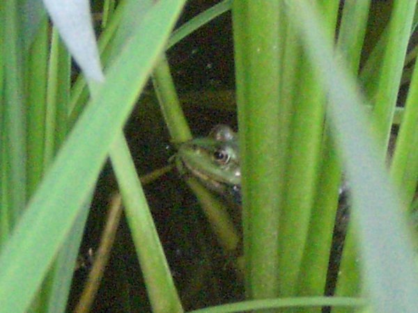 froggy!
