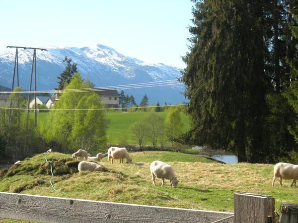 Lambs and Mountains
