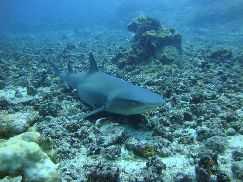 Pregnant Reef Shark