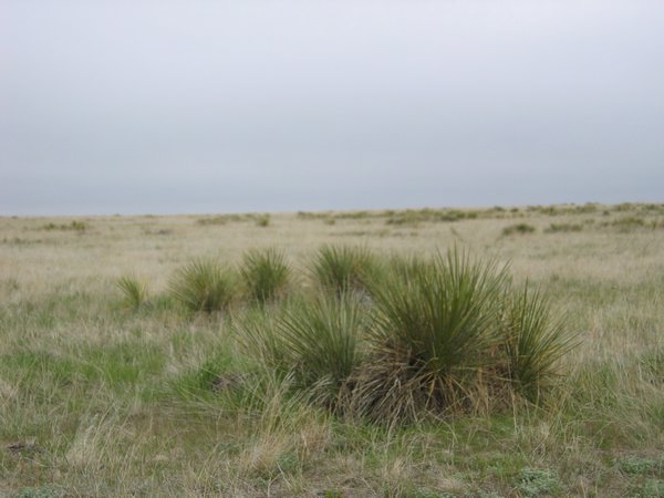 Short grass prairie