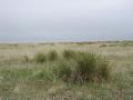 Short grass prairie