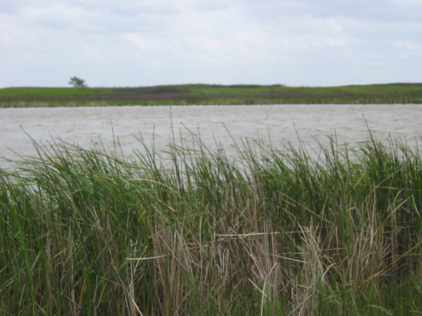 more marshlands