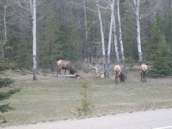 Elk near Jasper