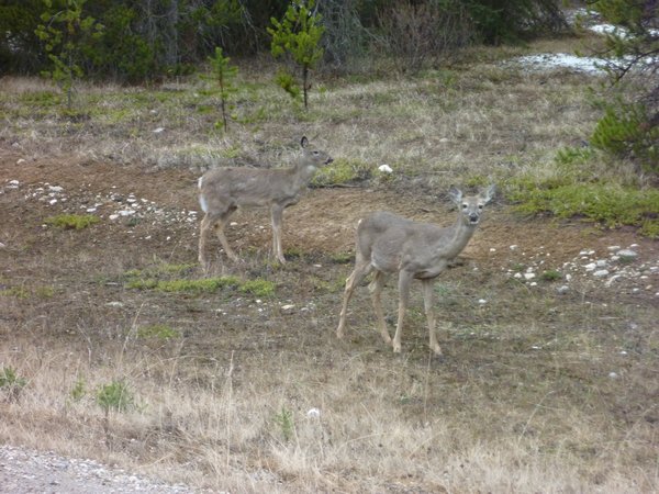 Whitetail Deer on the roadside