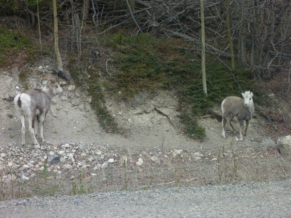 7. Some wild goats?
