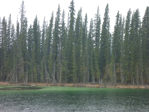 10. Tall skinny trees and emerald green water
