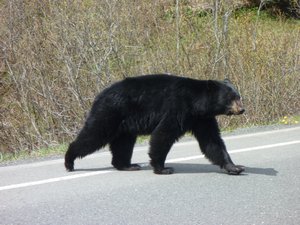 1. Bear crossing - better give way!