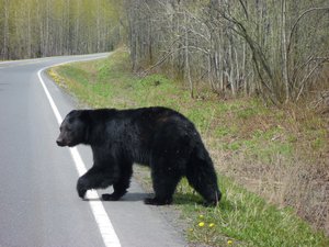 5. Another black bear