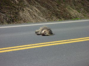 7. The only Porcupine we saw