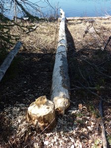 2. Beavers dropped a lot more trees this size