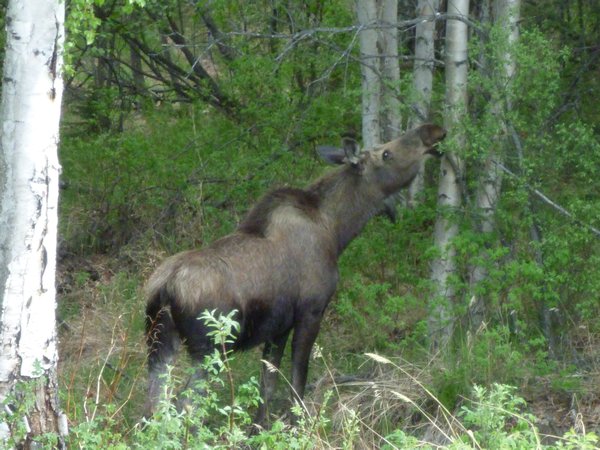 1st Moose