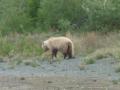 f. A Grizzly bear on the roadside