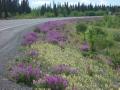 1. Wildflowers of the Yukon