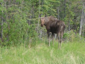 14 Moose number 7
