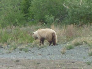 f. A Grizzly bear on the roadside