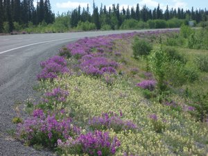 1. Wildflowers of the Yukon