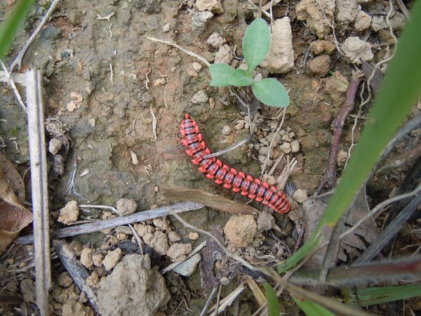 Unidentified catterpillar