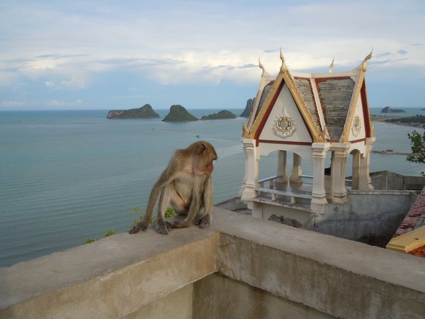 Monkey Wat view