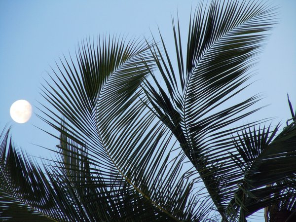 Moon Palm