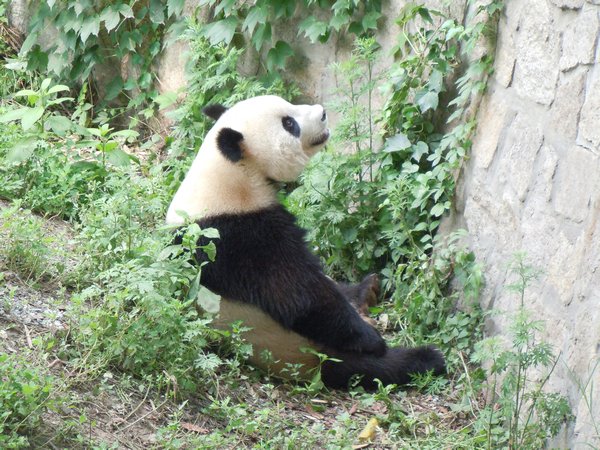 Panda in natural habitat!