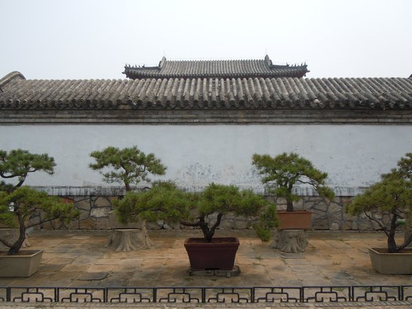 Ornamental Pine Trees in Dai Temple
