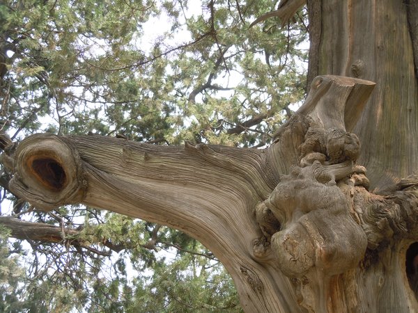 Such old Trees with amazing forms