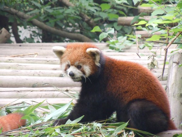 Red Panda looks like our cat!