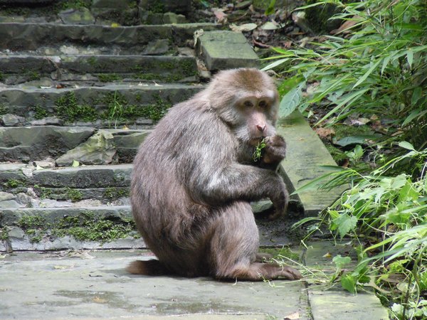 Naughty Macaque