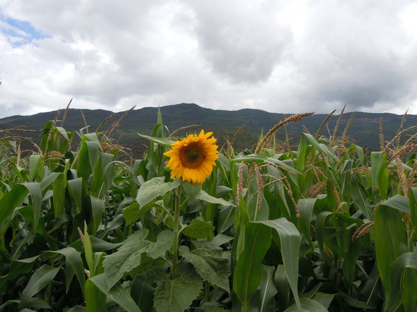 Maze and Sunflower