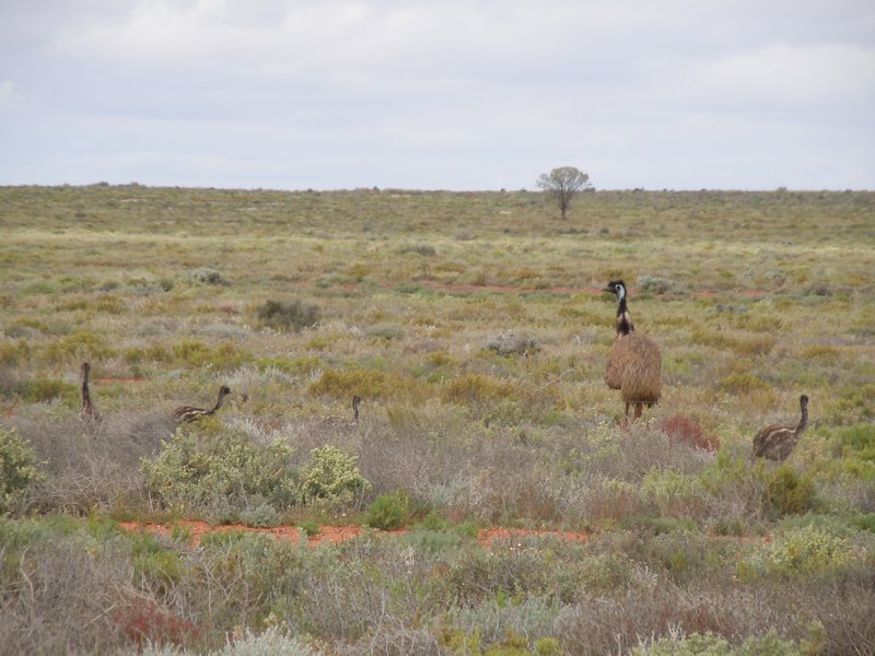Broken Hill Emus