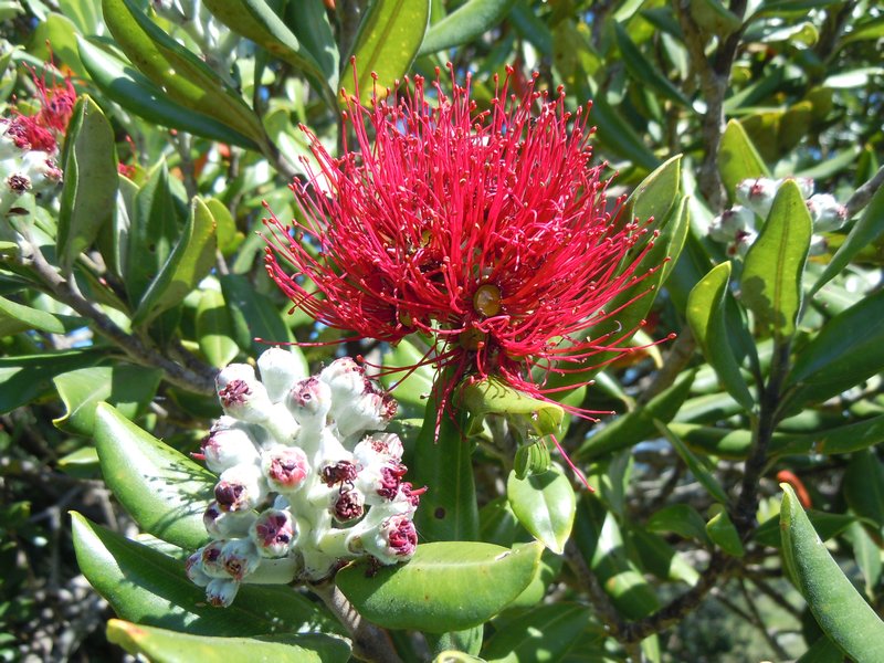 Kiwi Christmas Flower