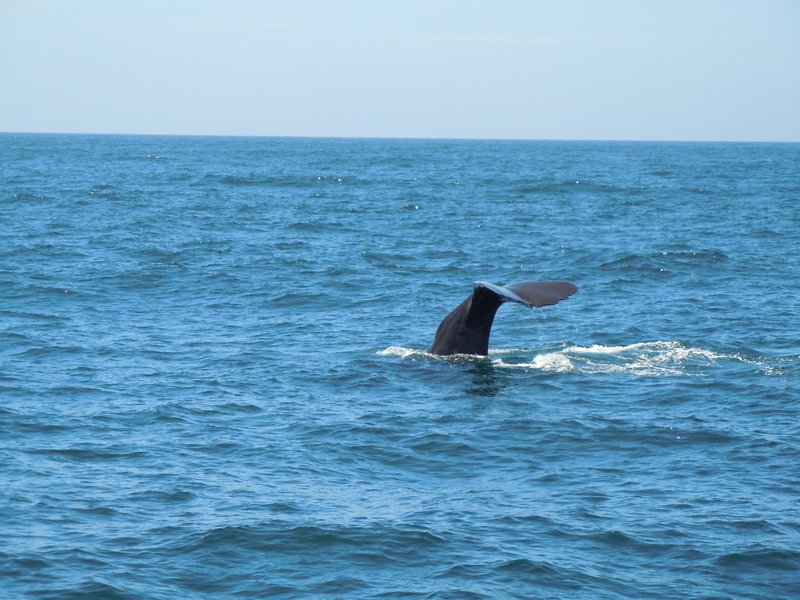 Male Sperm Whale Kaikoura