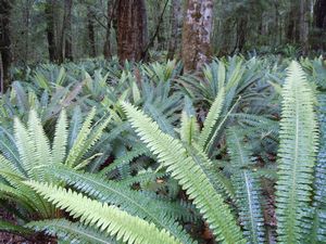 Ferns in Kepler Forest