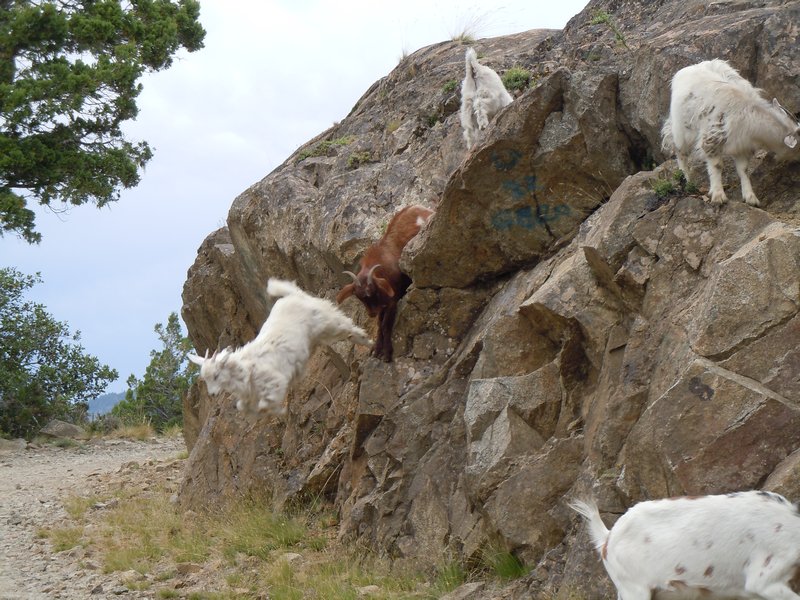 Jumping Argentinian Goats