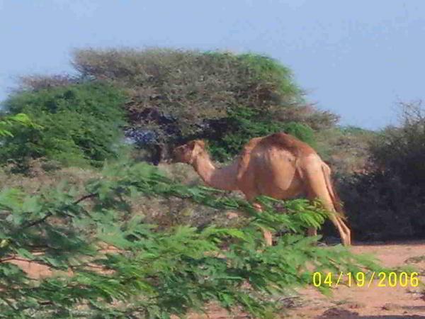 Camel at cheetah refuge