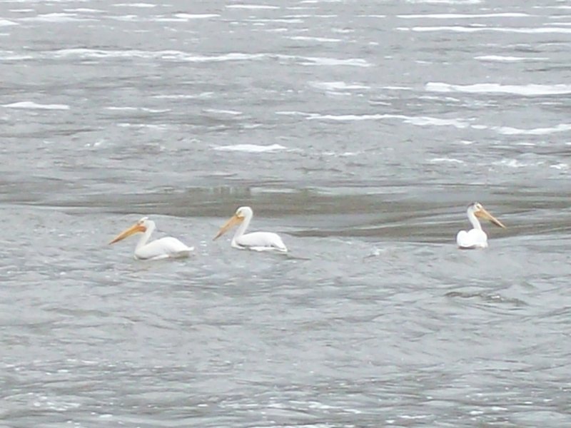 Pelicans at Lower Granite Dam