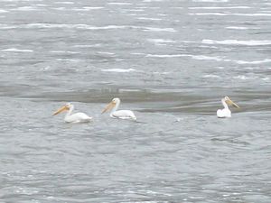 Pelicans at Lower Granite Dam