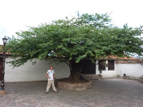 Giron tree