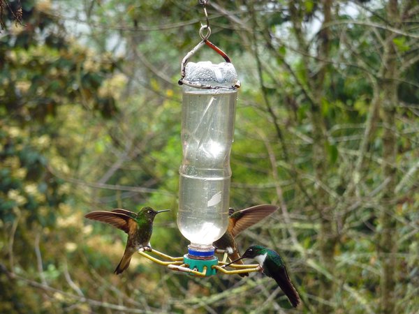 Hummingbird nation