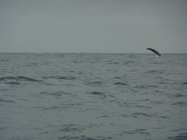 Bad photos of humpback whale fin