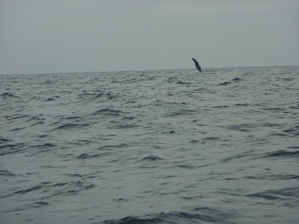 Bad photo of humpback fin