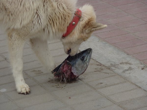 Dog eating fish head